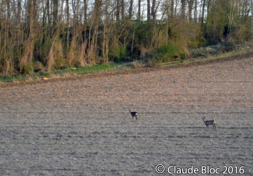 Chevreuils au crépuscule