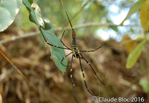 Araignée - Taïlande